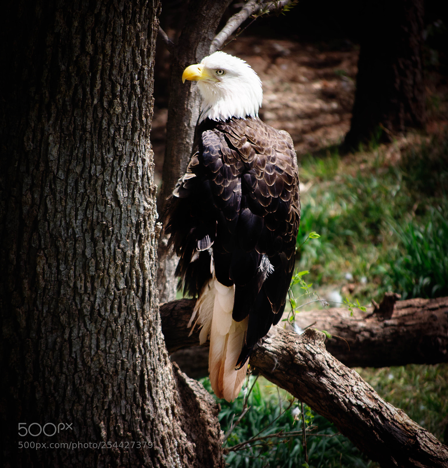 Nikon D5100 sample photo. American bald eagle photography
