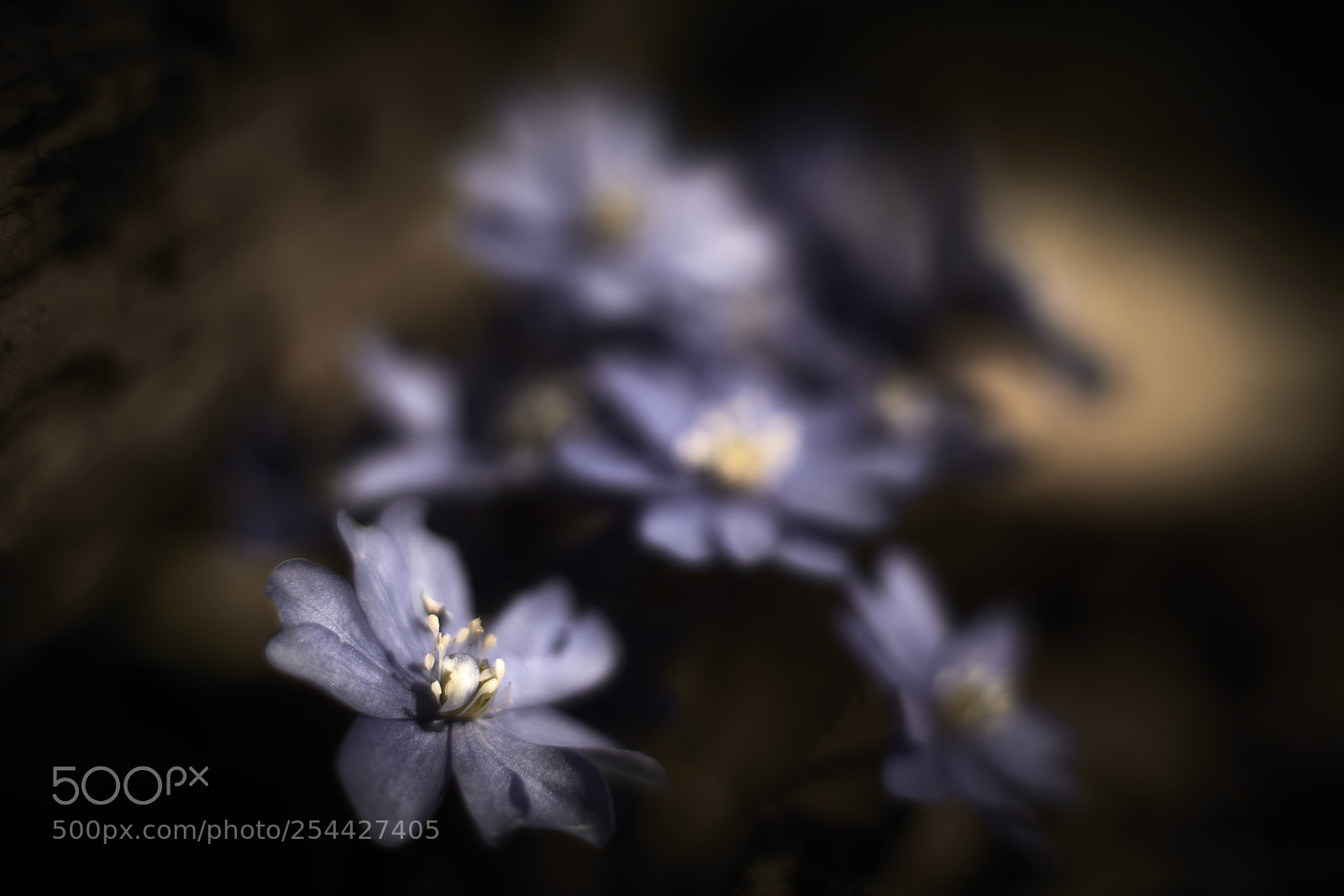 Nikon D850 sample photo. Moody blues photography