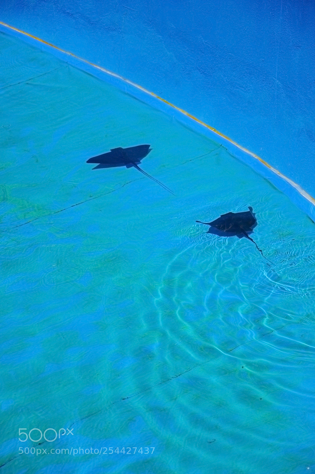 Nikon D90 sample photo. Two stingrays swimming in photography