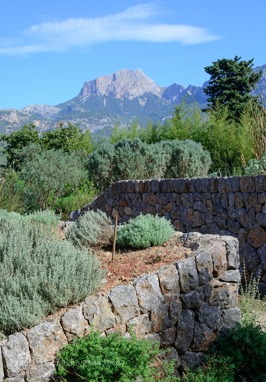 Nikon D7100 sample photo. Garden with herbs photography