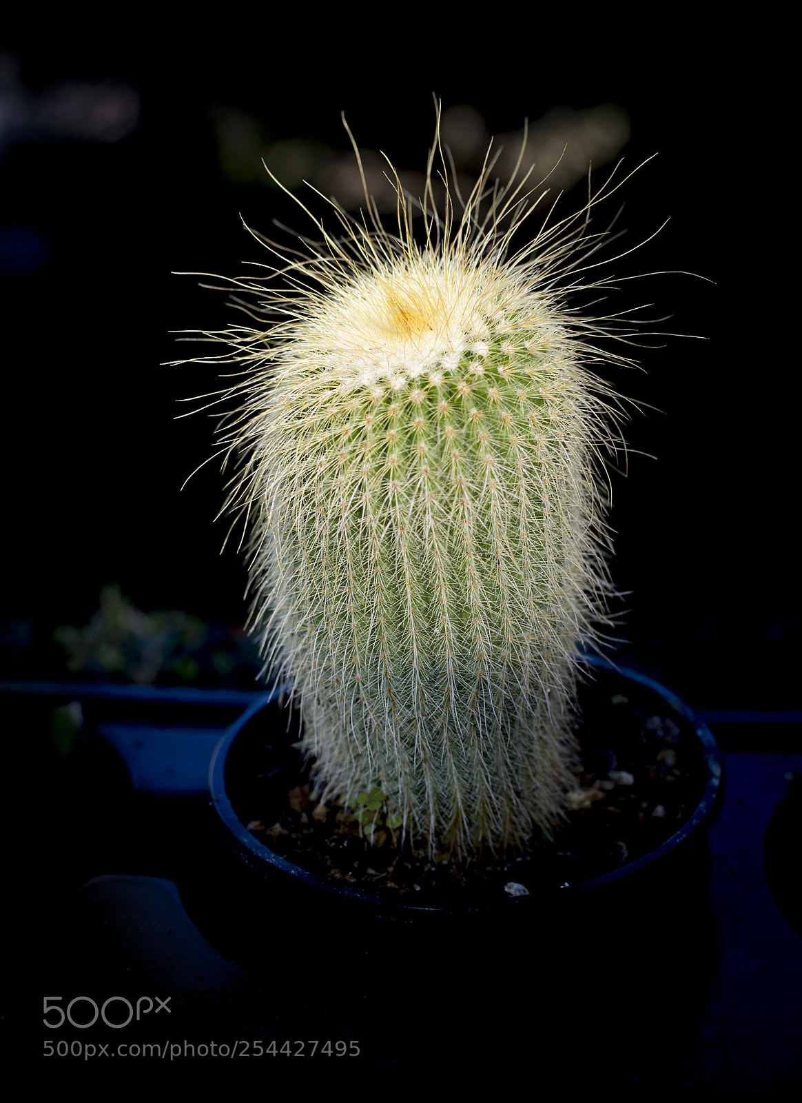 Nikon D7100 sample photo. Cactus in light photography