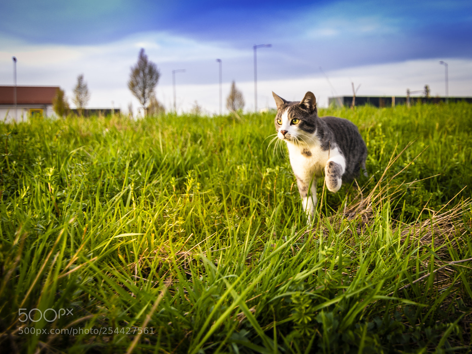Canon EOS 80D sample photo. Cutie on the hunt photography