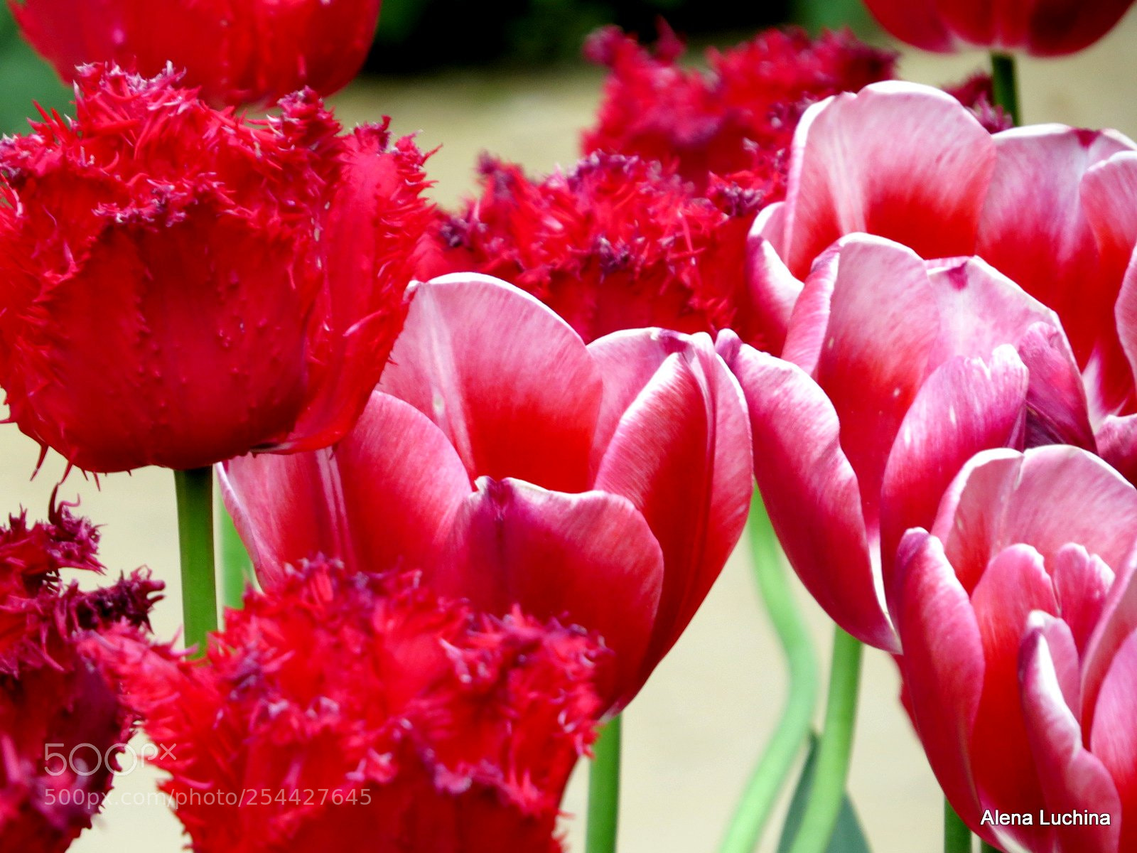 Canon PowerShot SX50 HS sample photo. Flowering of tulips in photography