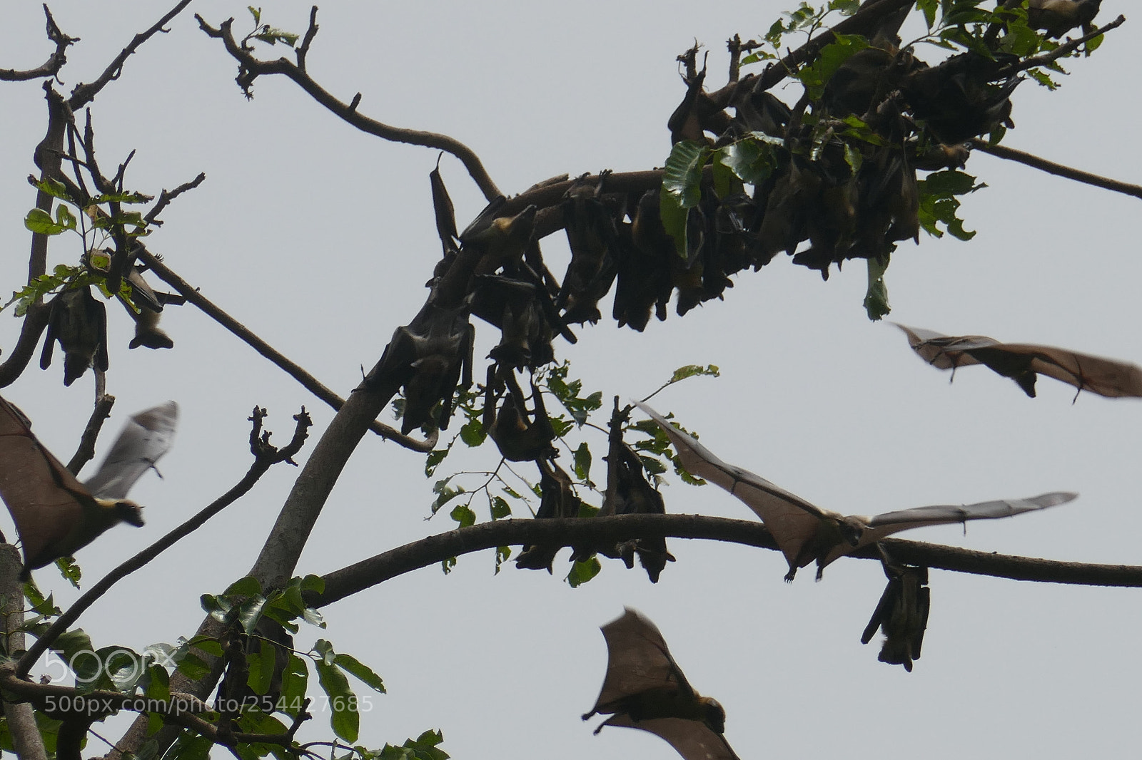 Panasonic DMC-TZ101 sample photo. Flying fox photography