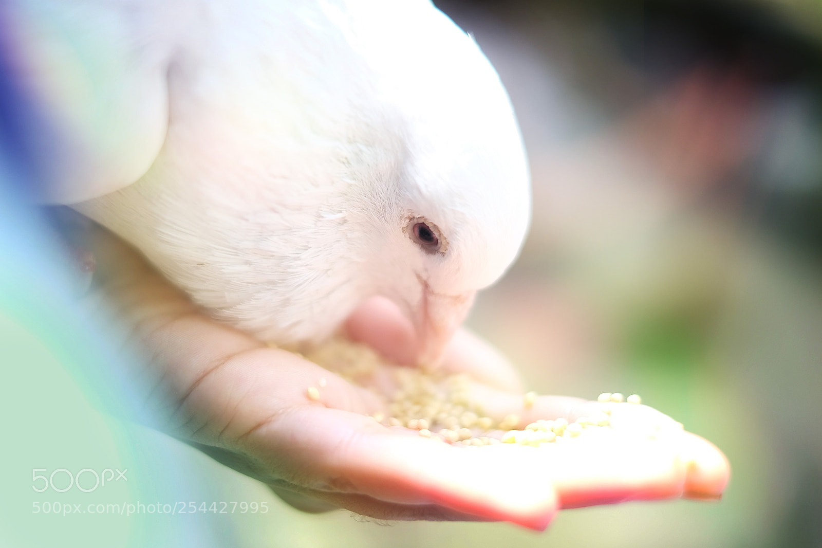 Fujifilm X-T1 sample photo. Dove right in photography