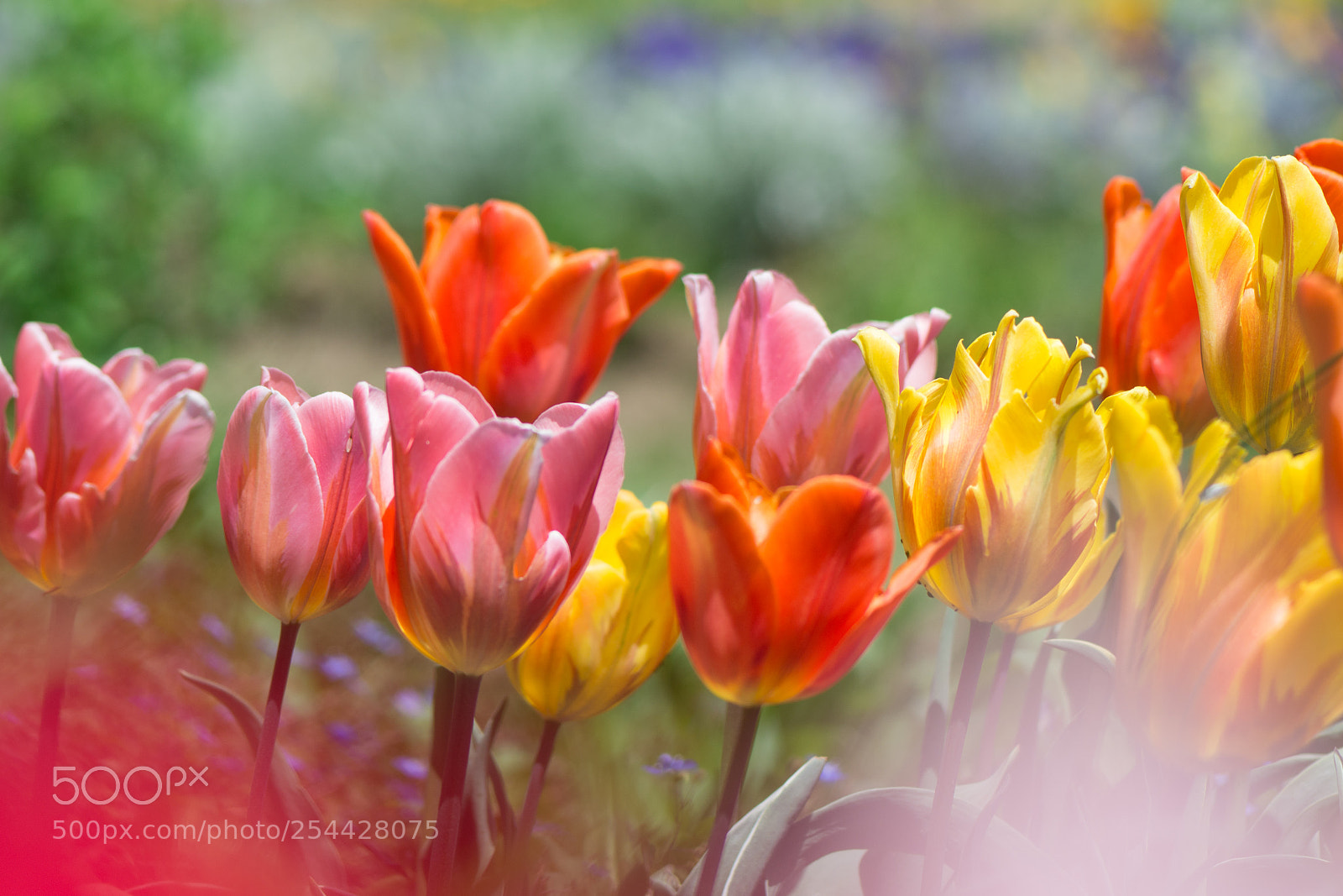 Nikon D7100 sample photo. Tulip photography