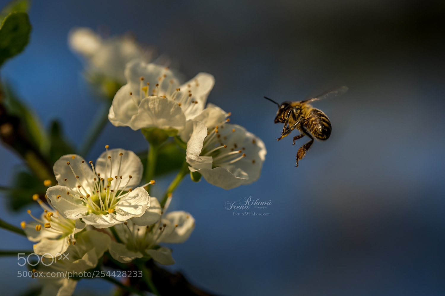 Canon EOS 5D Mark IV sample photo. Working bee photography