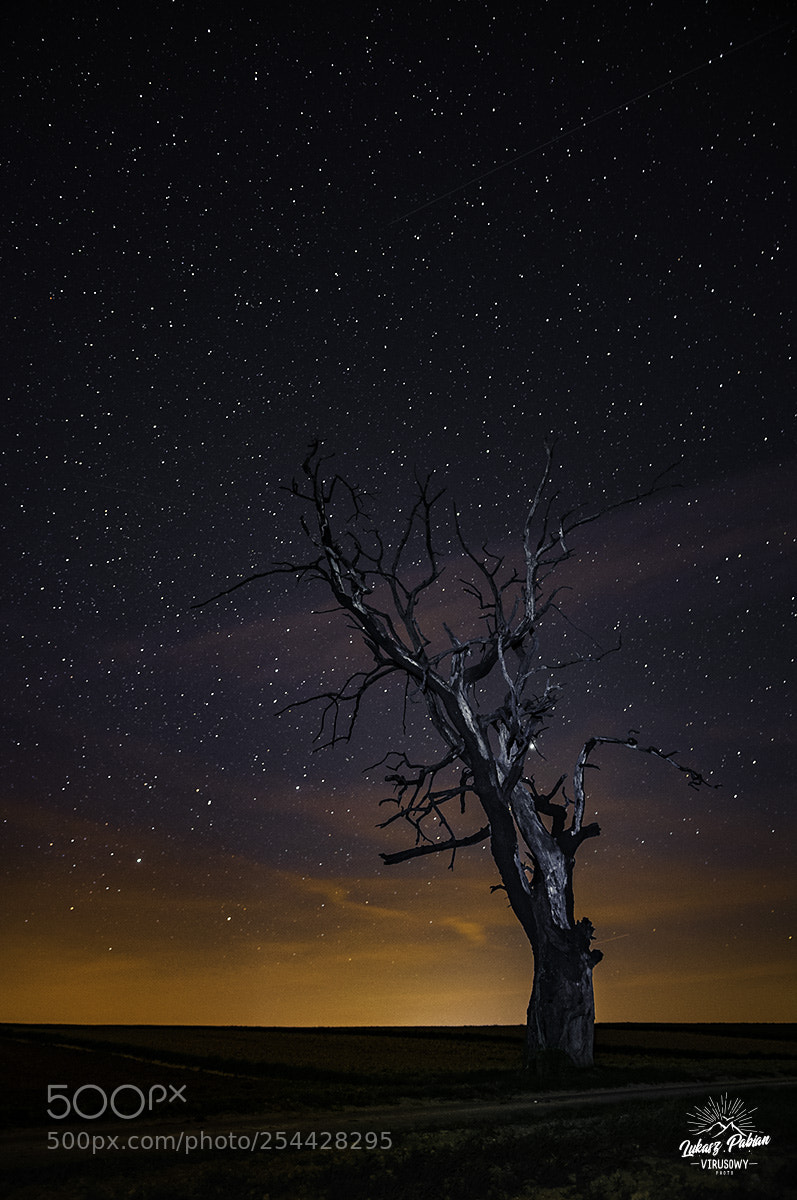 Nikon D300 sample photo. Night tree photography