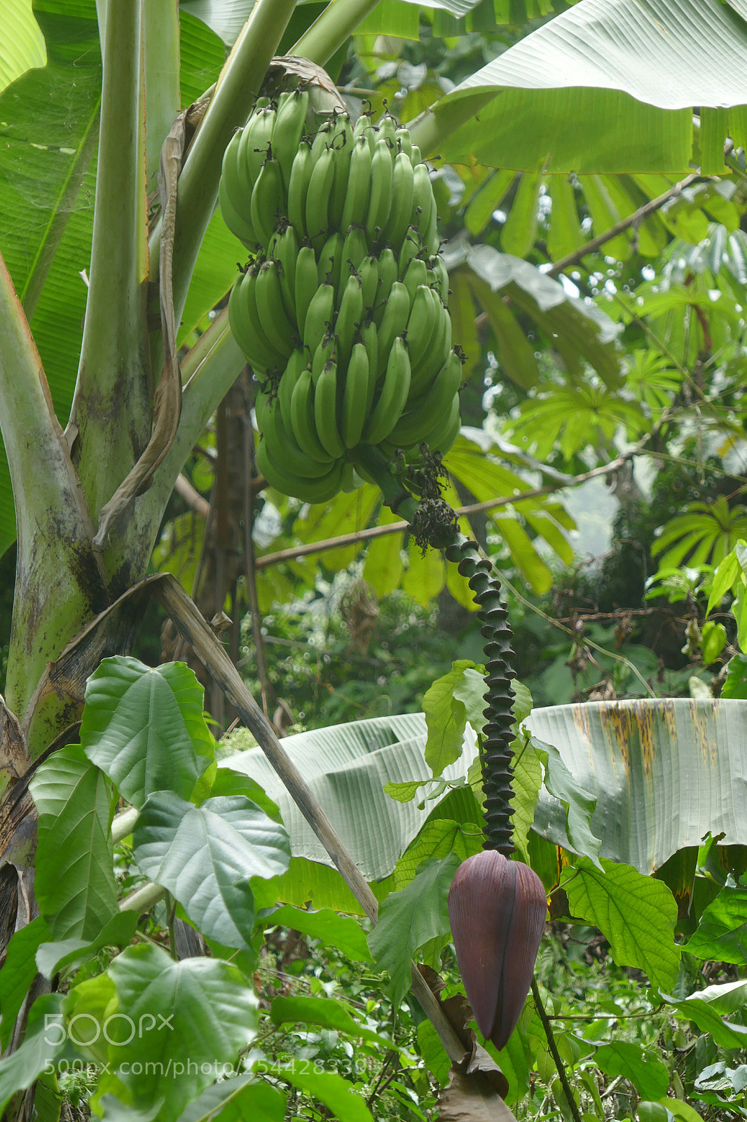 Panasonic DMC-TZ101 sample photo. Banana tree photography