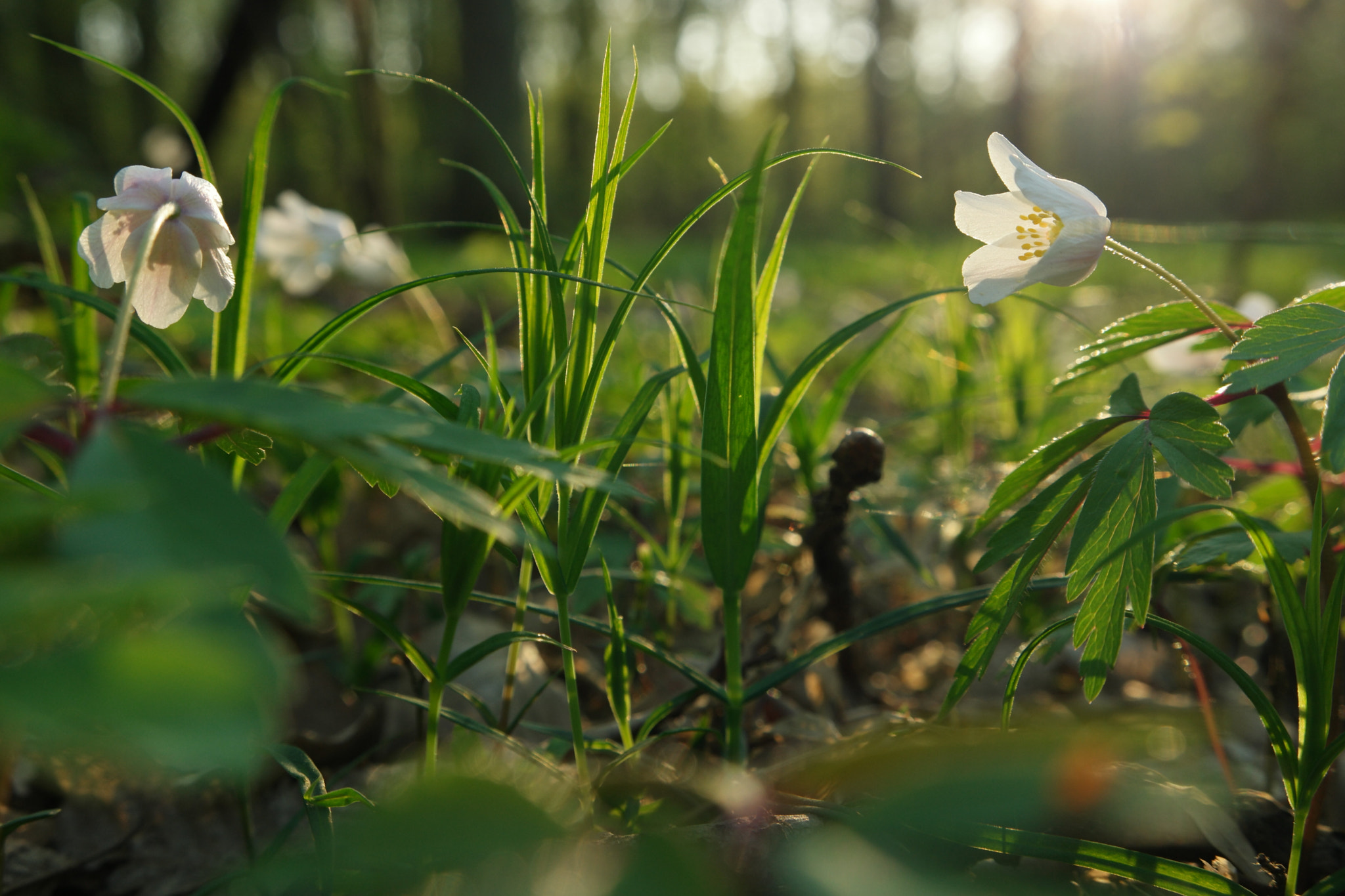 Samsung NX500 sample photo. Camaraderie photography
