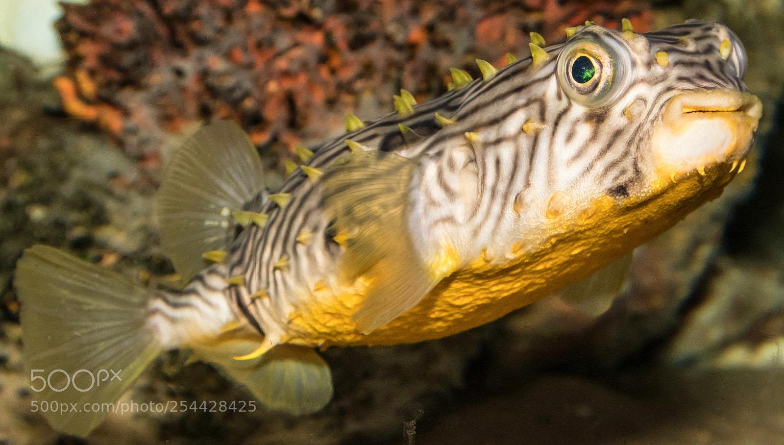 Canon EOS 80D sample photo. Striped burrfish photography