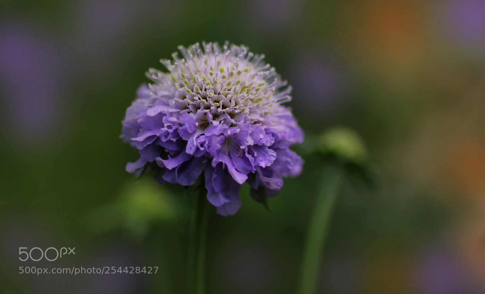 Canon EOS 60D sample photo. Gi photography