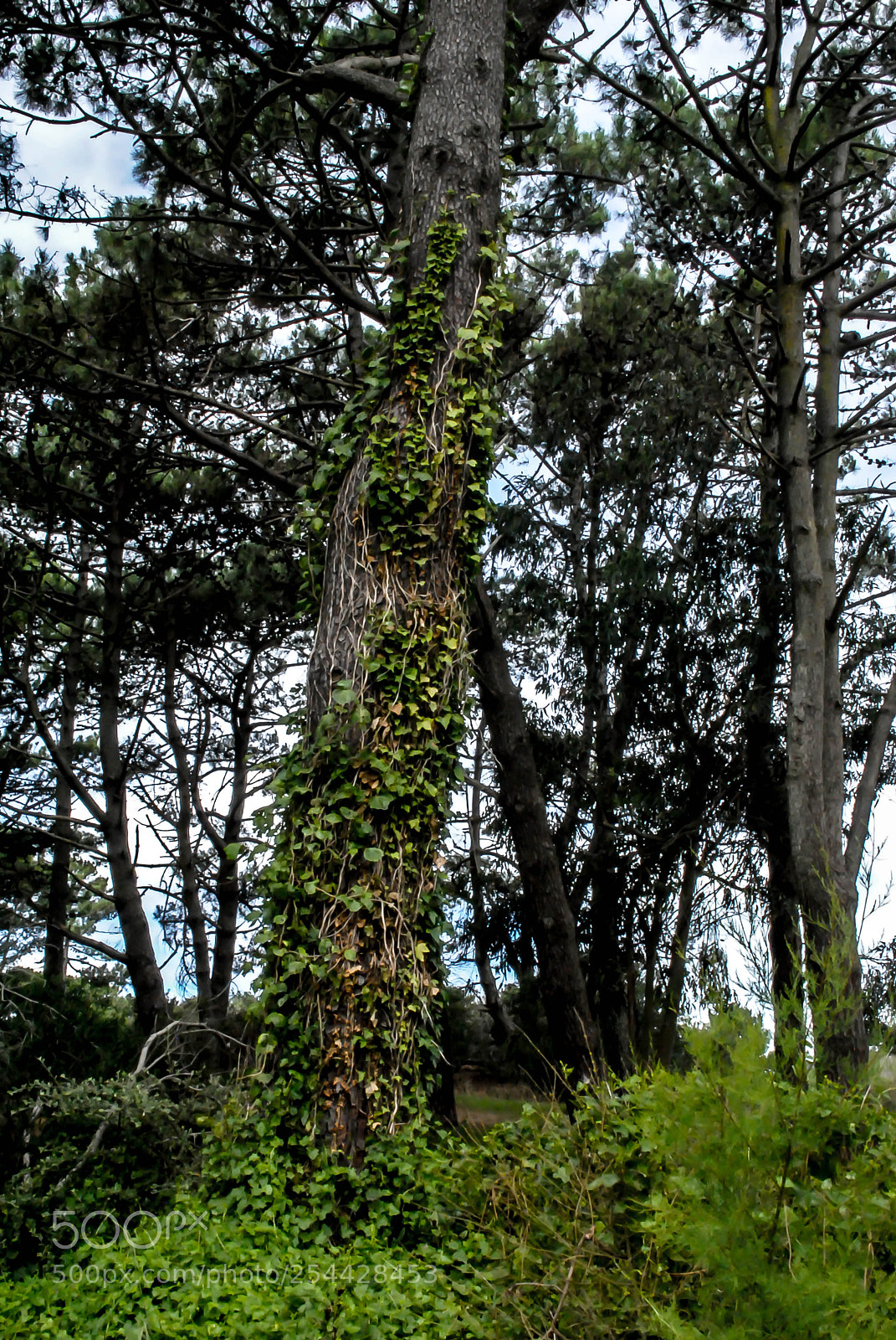 Nikon D3000 sample photo. Naturaleza photography