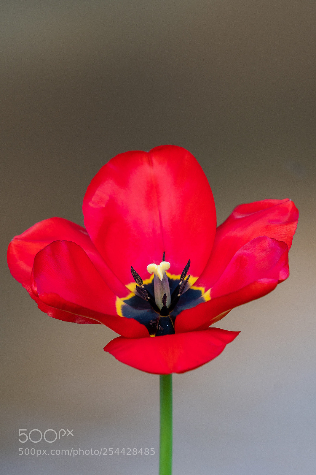 Nikon D500 sample photo. Tulp 2 photography