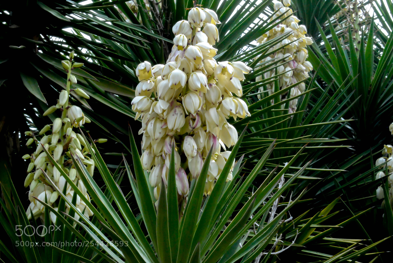 Nikon D3000 sample photo. Naturaleza photography