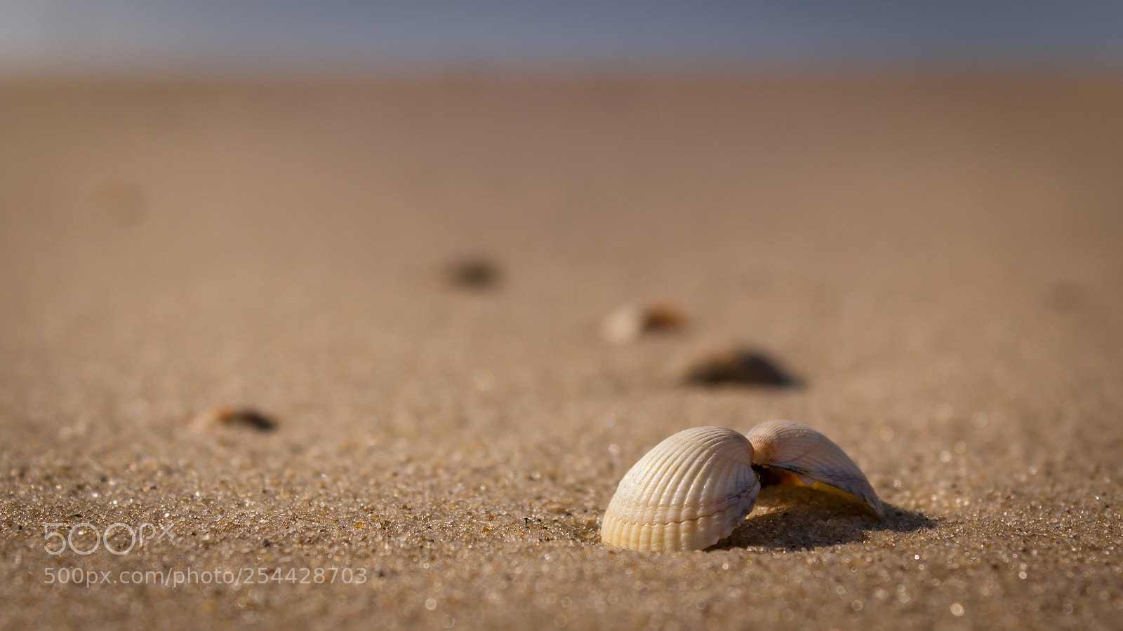 Canon EOS 60D sample photo. Muscheln photography