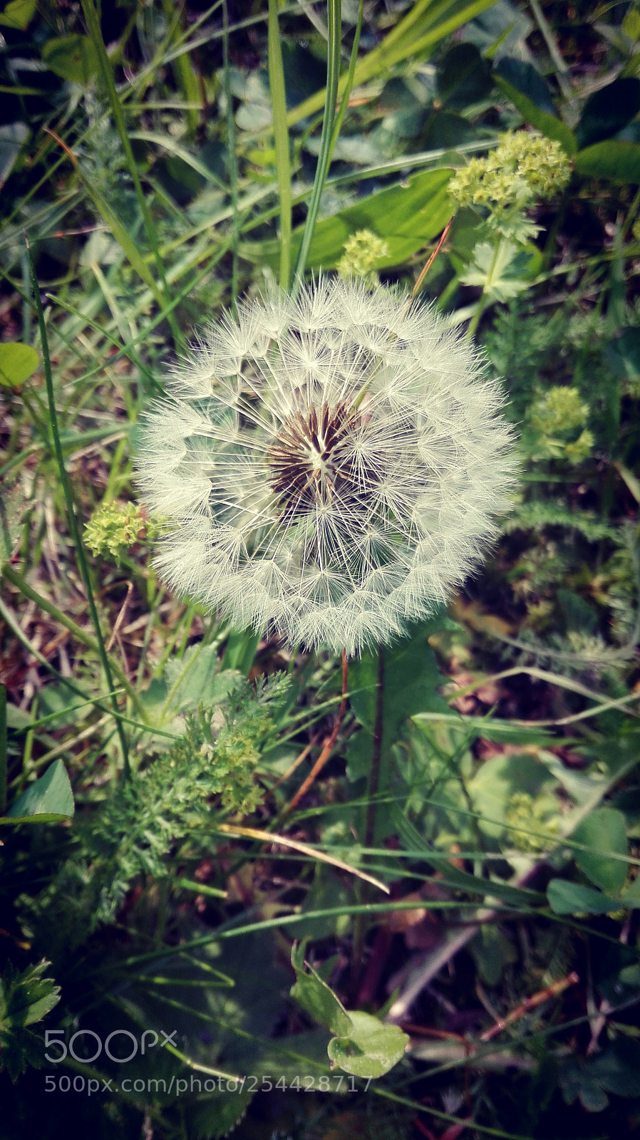 HUAWEI P8 Lite sample photo. Untitled photography
