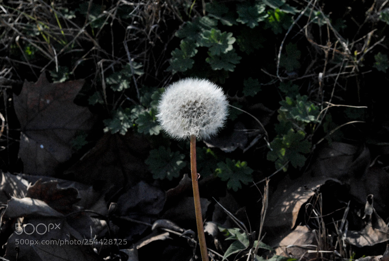 Nikon D3000 sample photo. Naturaleza photography