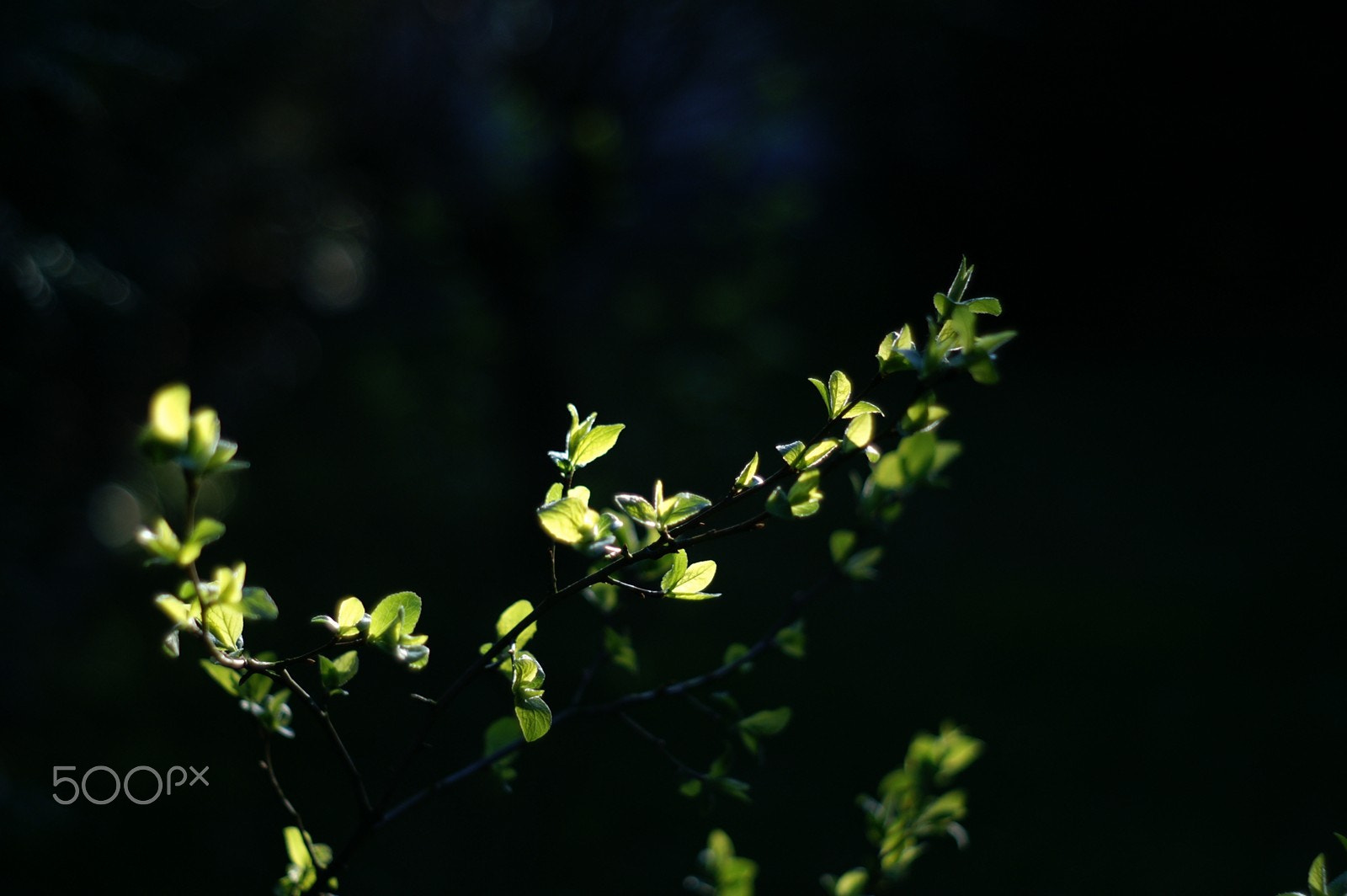 KONICA MINOLTA DYNAX 5D sample photo. Sunset ray catching photography