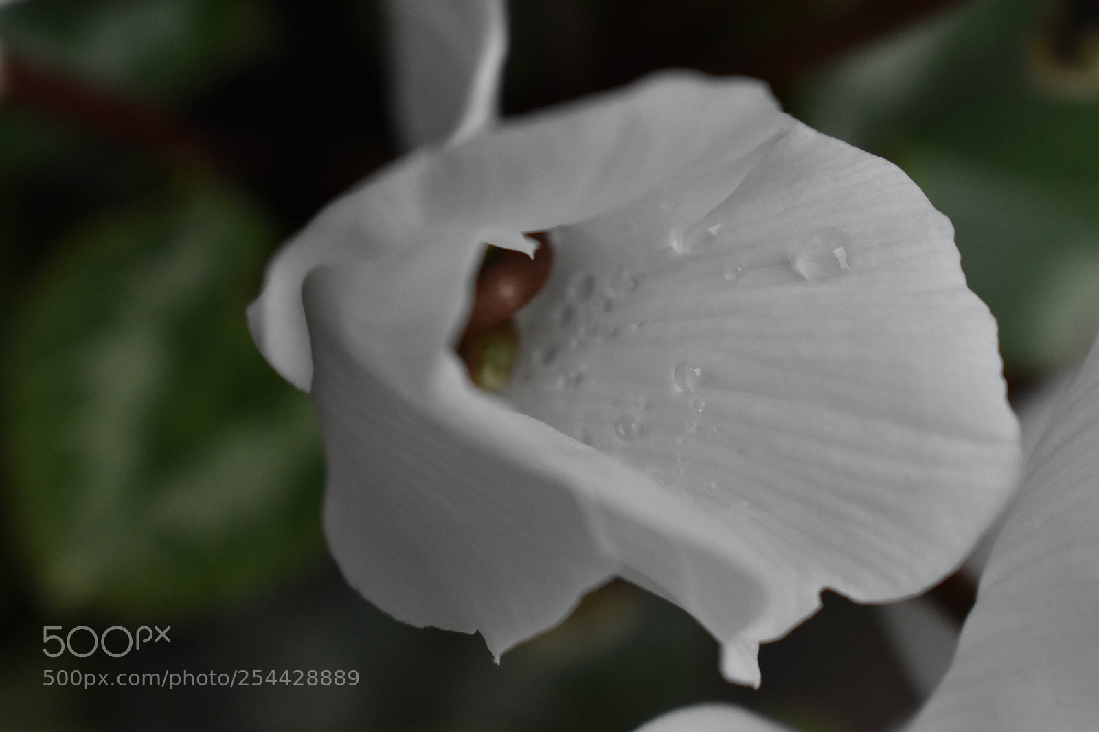 Nikon D3400 sample photo. Naturaleza photography