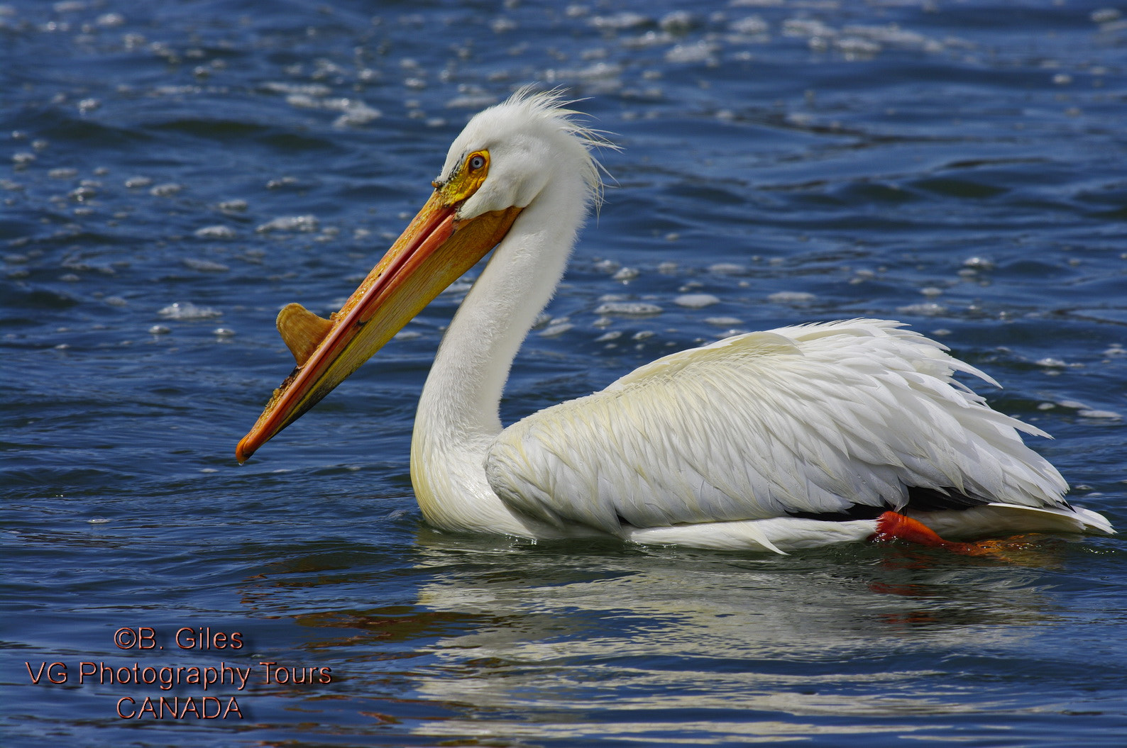 Pentax K20D + A Series Lens sample photo. Solo swim photography