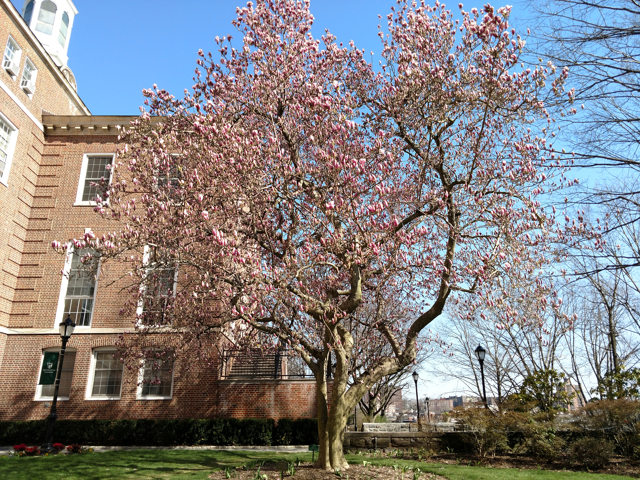 Motorola XT1650 sample photo. First bloom photography