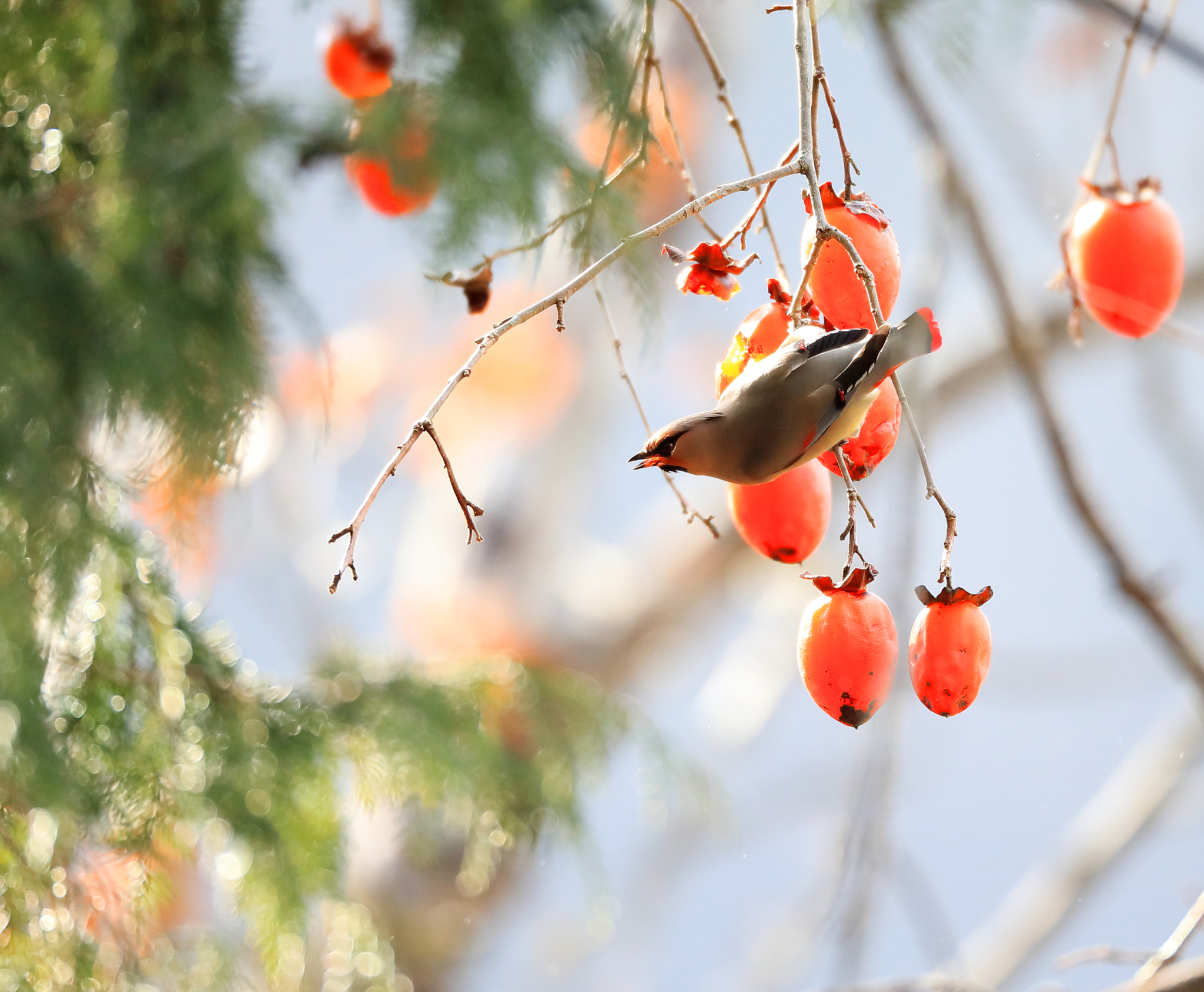 Canon EOS-1D X Mark II + Canon EF 800mm F5.6L IS USM sample photo. ヒレンジャク　japanese waxwing photography