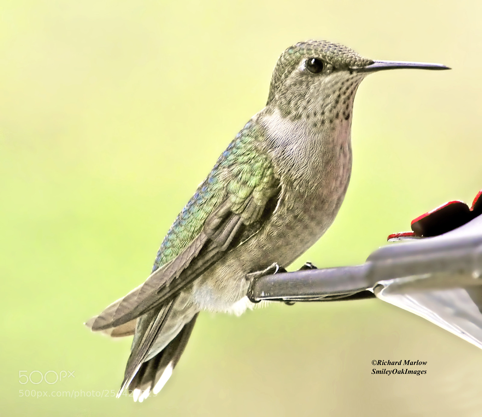 Nikon D5000 sample photo. Hummingbird photography