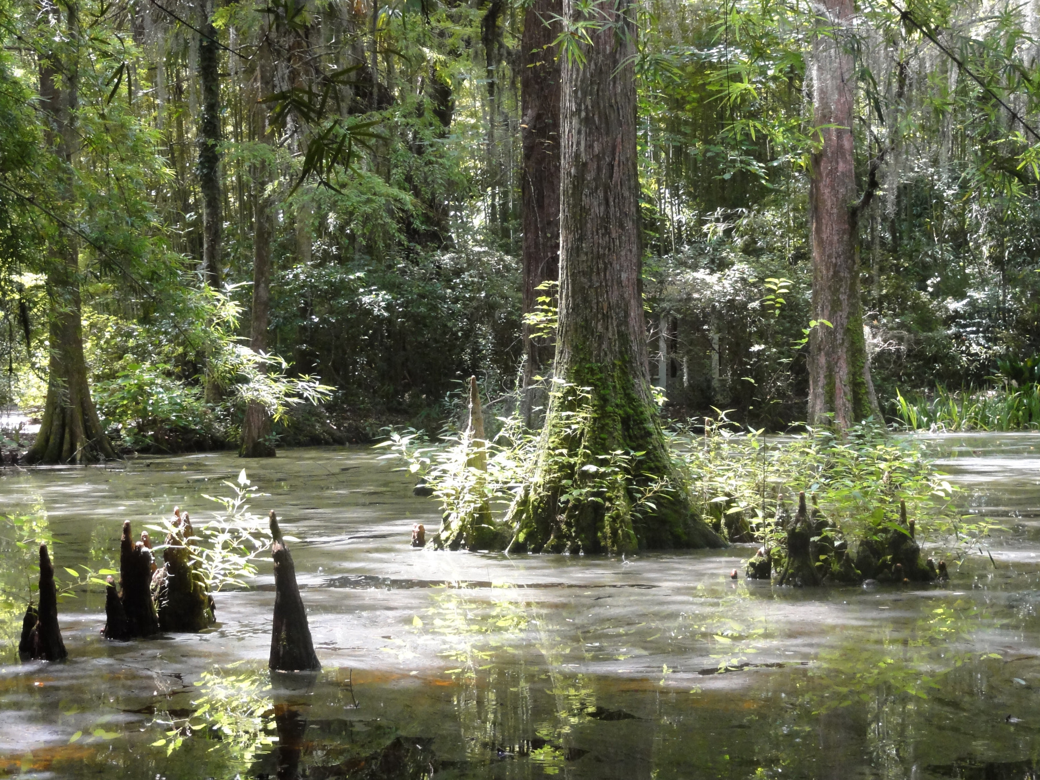 Sony DSC-HX5V sample photo. Swamp in magnolia plantation, south carolina (usa) photography