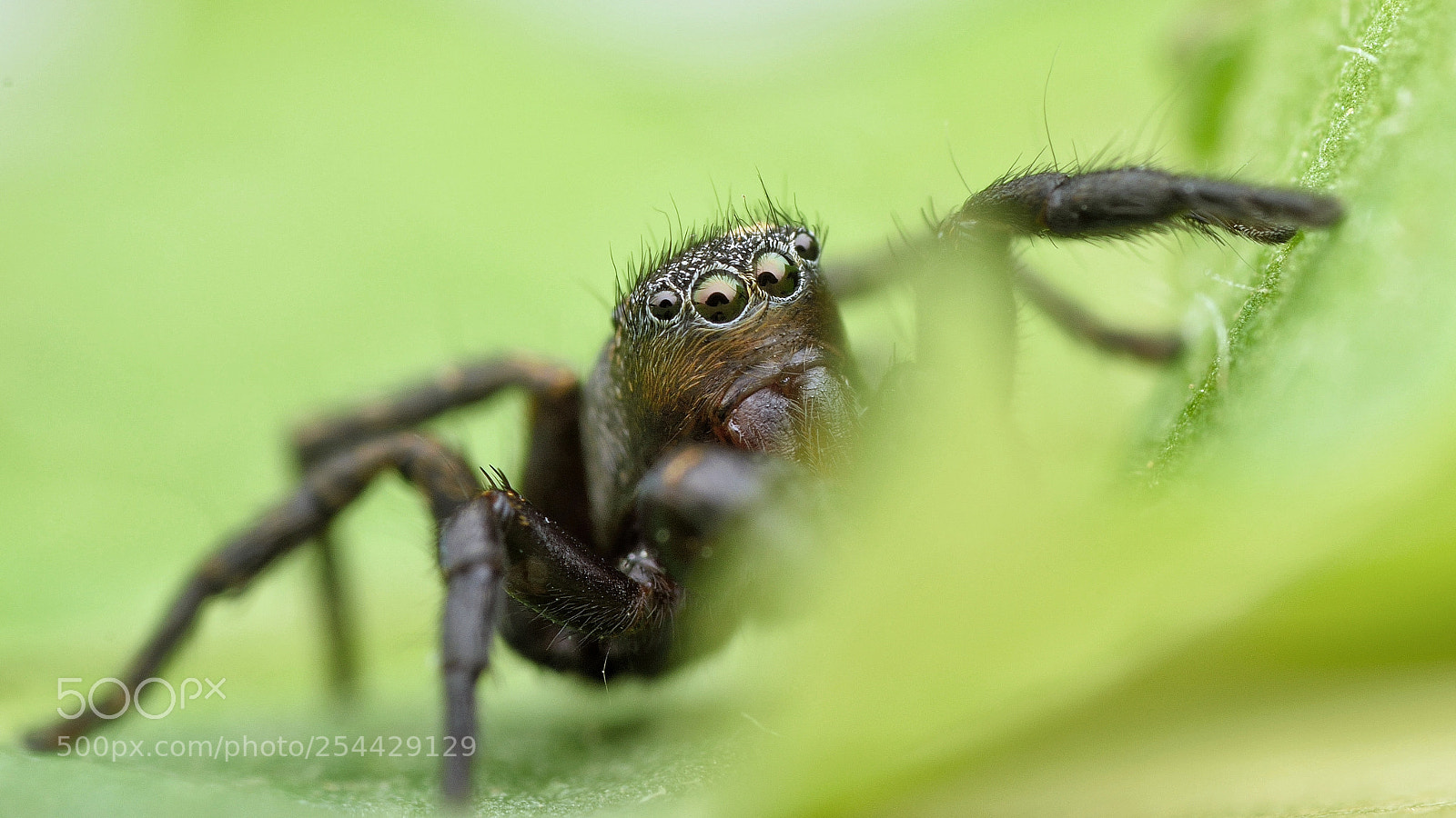 Nikon D3300 sample photo. Jumping spider photography
