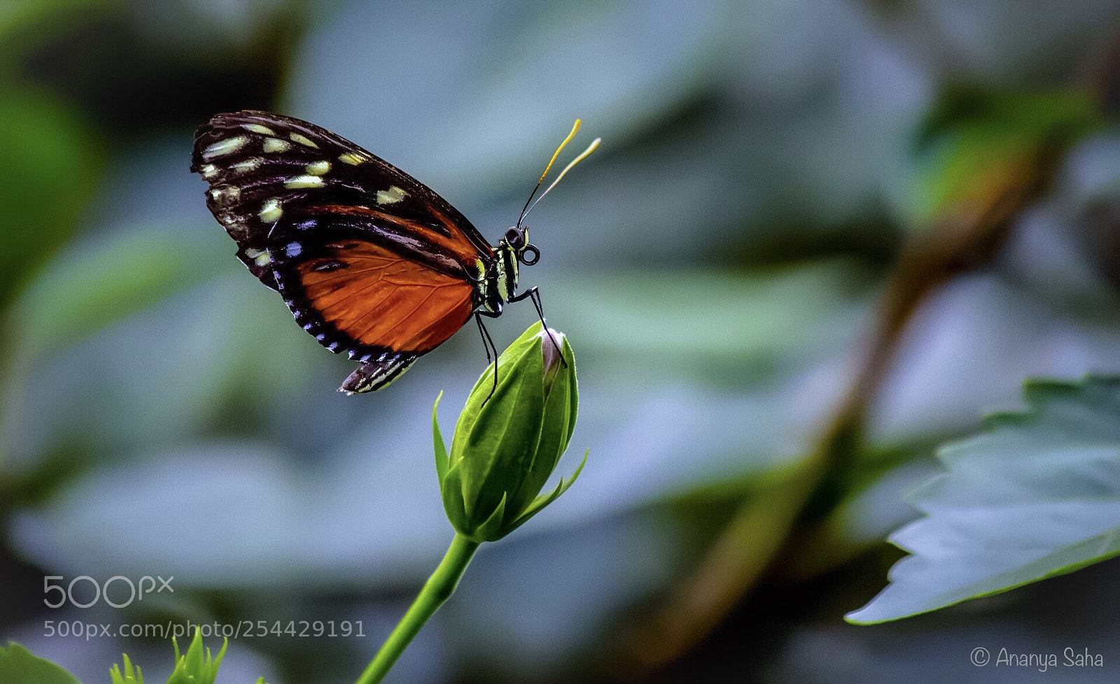 Canon EOS 700D (EOS Rebel T5i / EOS Kiss X7i) sample photo. Magnificent monarch photography