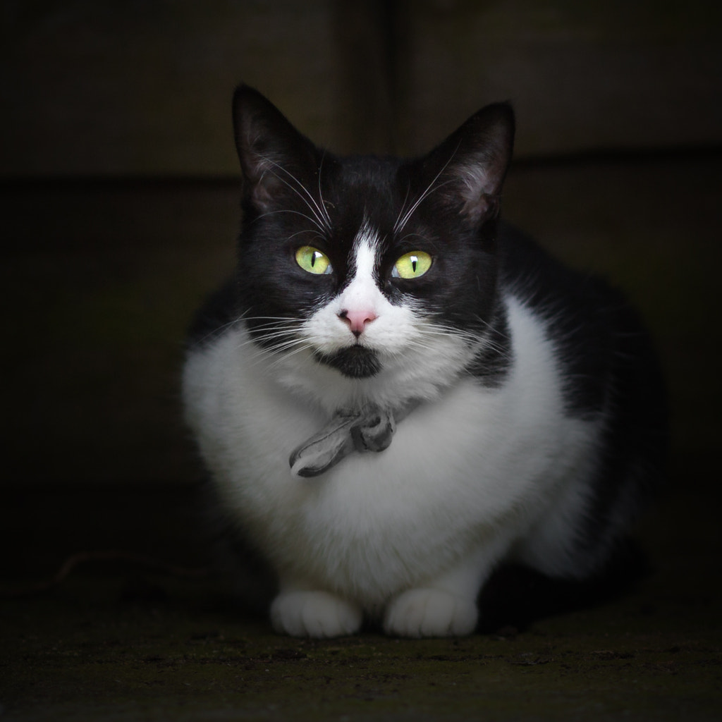 IMAGE: https://drscdn.500px.org/photo/254429353/m%3D900/v2?user_id=531773&webp=true&sig=41490cfa996e9936c09d64b4ceda48f2f67fd444fa9b409ea02f970f8de9c8f8