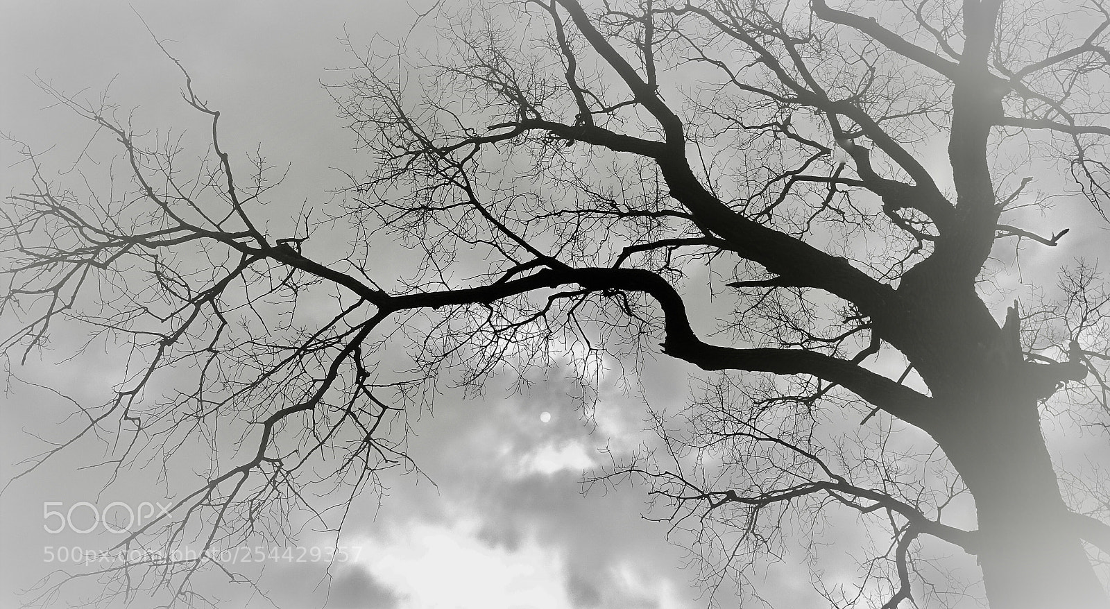 Sony Cyber-shot DSC-HX400V sample photo. Morning   fog photography