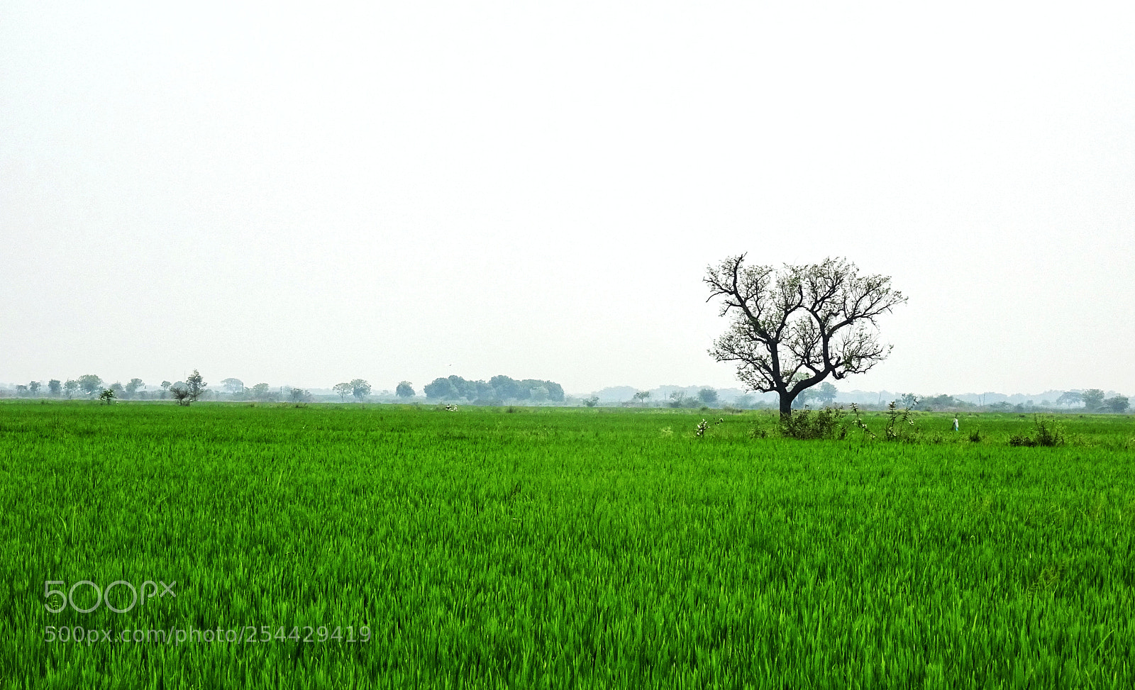 Sony DSC-HX60V sample photo. Farming... photography