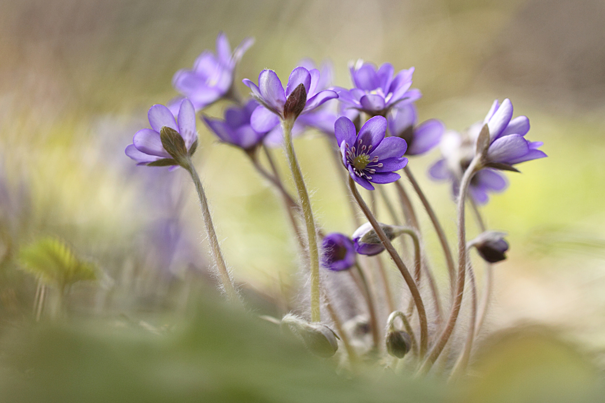 Canon EF 100mm F2.8L Macro IS USM sample photo. Dancers of spring photography