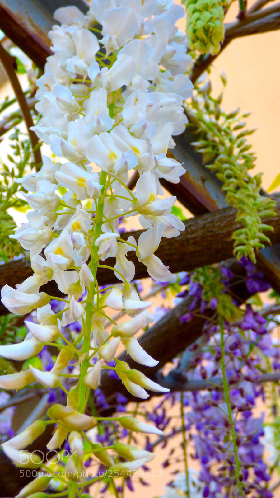 Panasonic DMC-FZ72 sample photo. Flor de glizina blanca photography