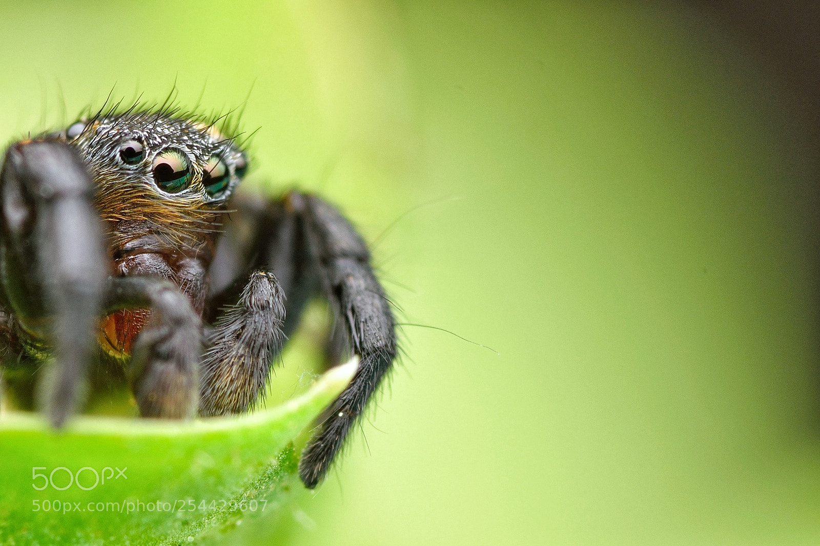 Nikon D3300 sample photo. Jumping spider photography