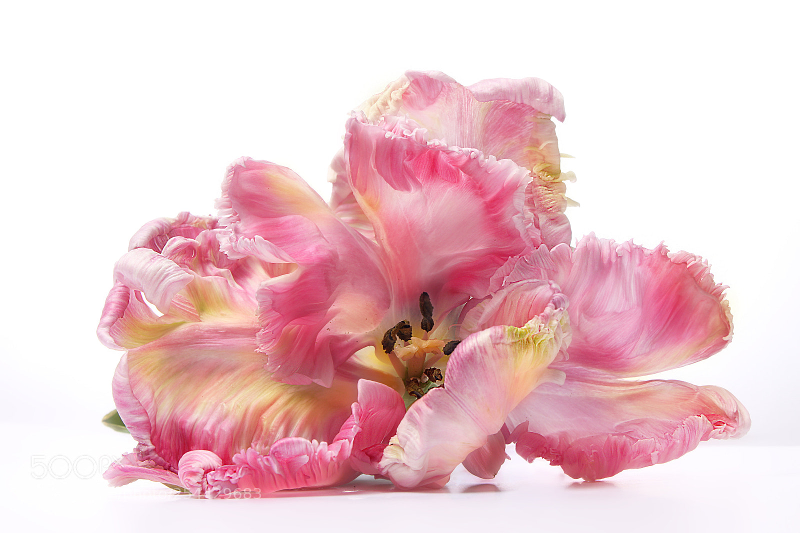 Canon EOS 50D sample photo. Tulpe photography