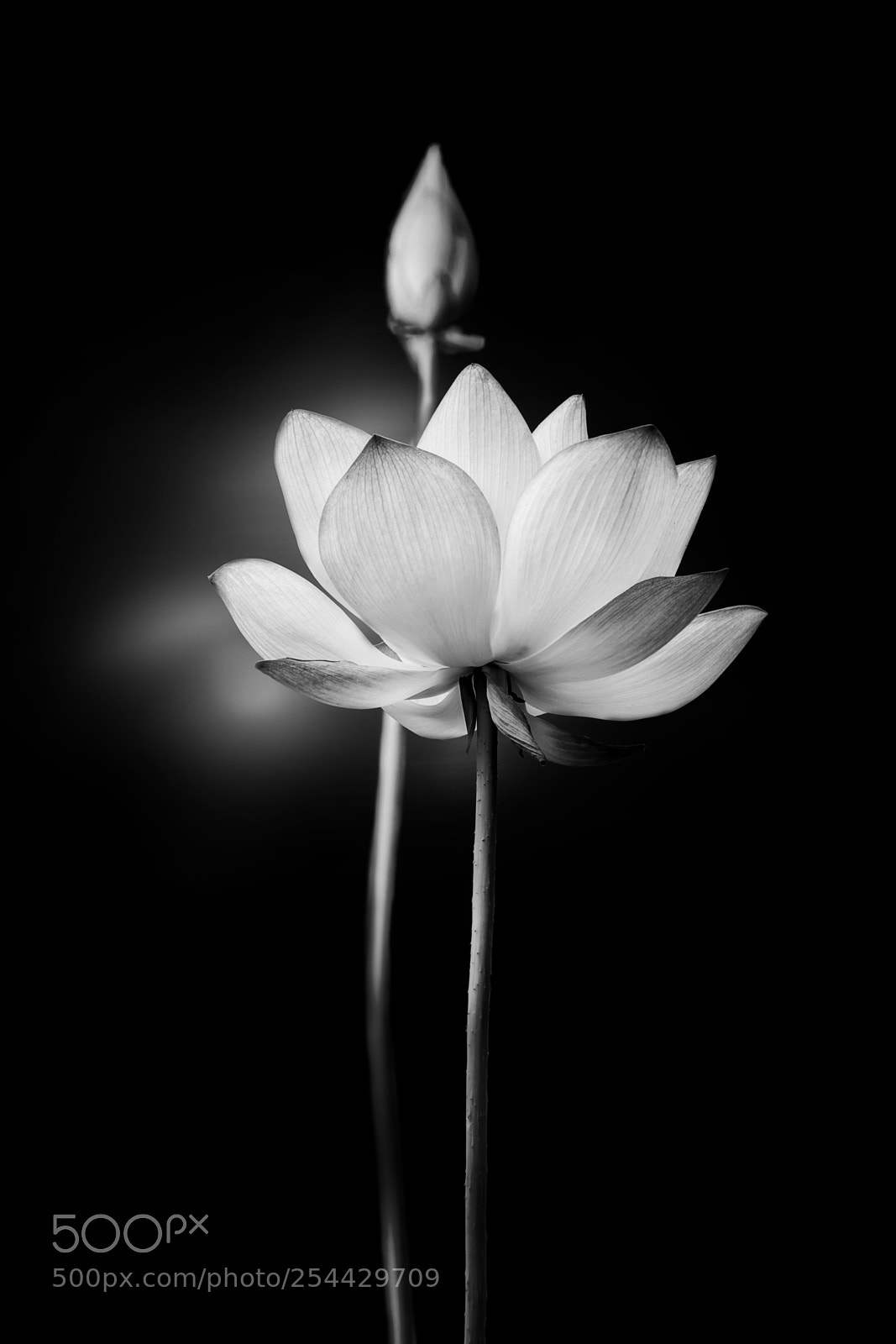 Sony a6300 sample photo. White lotus photography