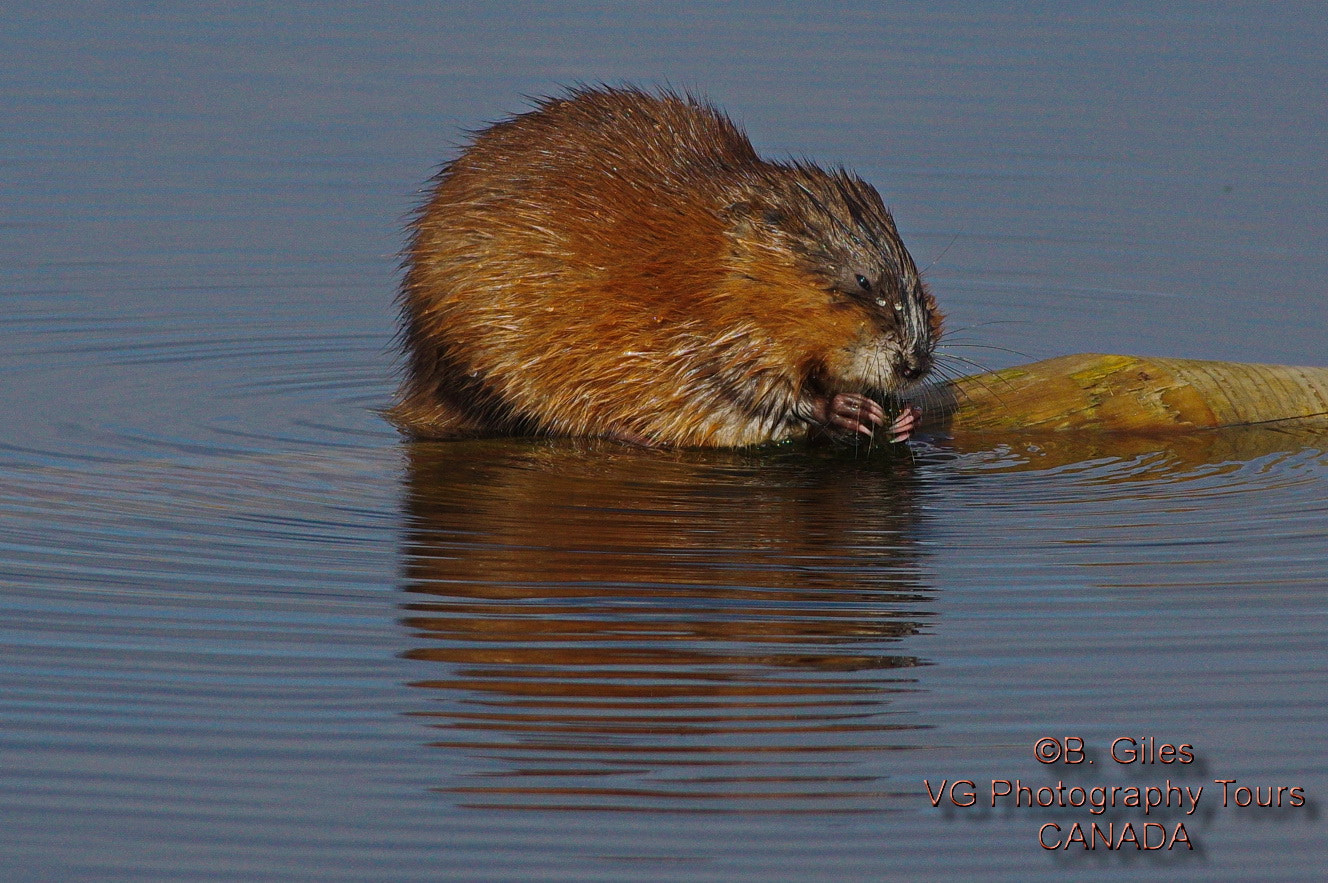 Pentax smc DA* 60-250mm F4.0 ED (IF) SDM sample photo. Muskrat breakfast photography