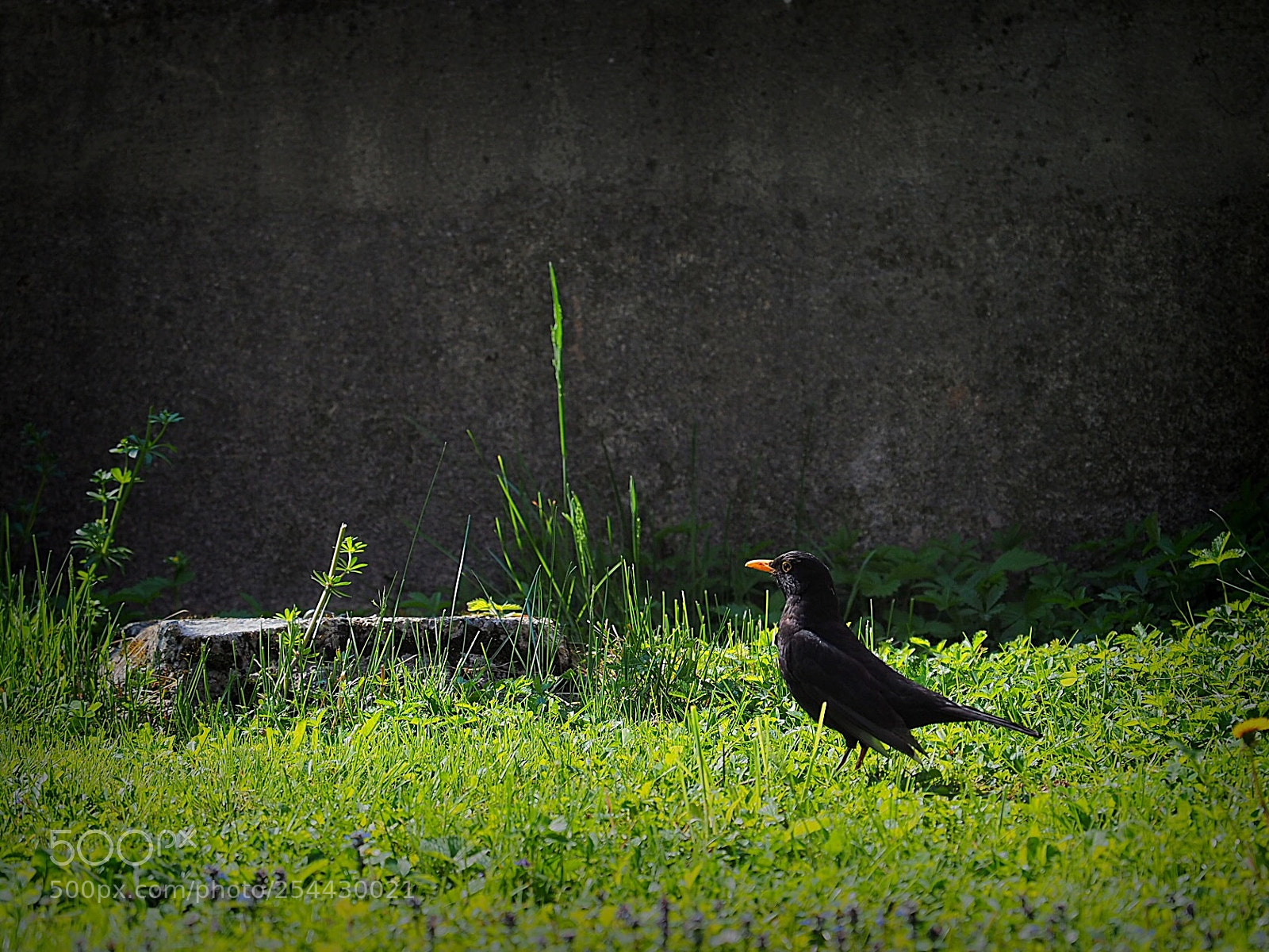 Olympus OM-D E-M5 II sample photo. Pride of blackbird  photography