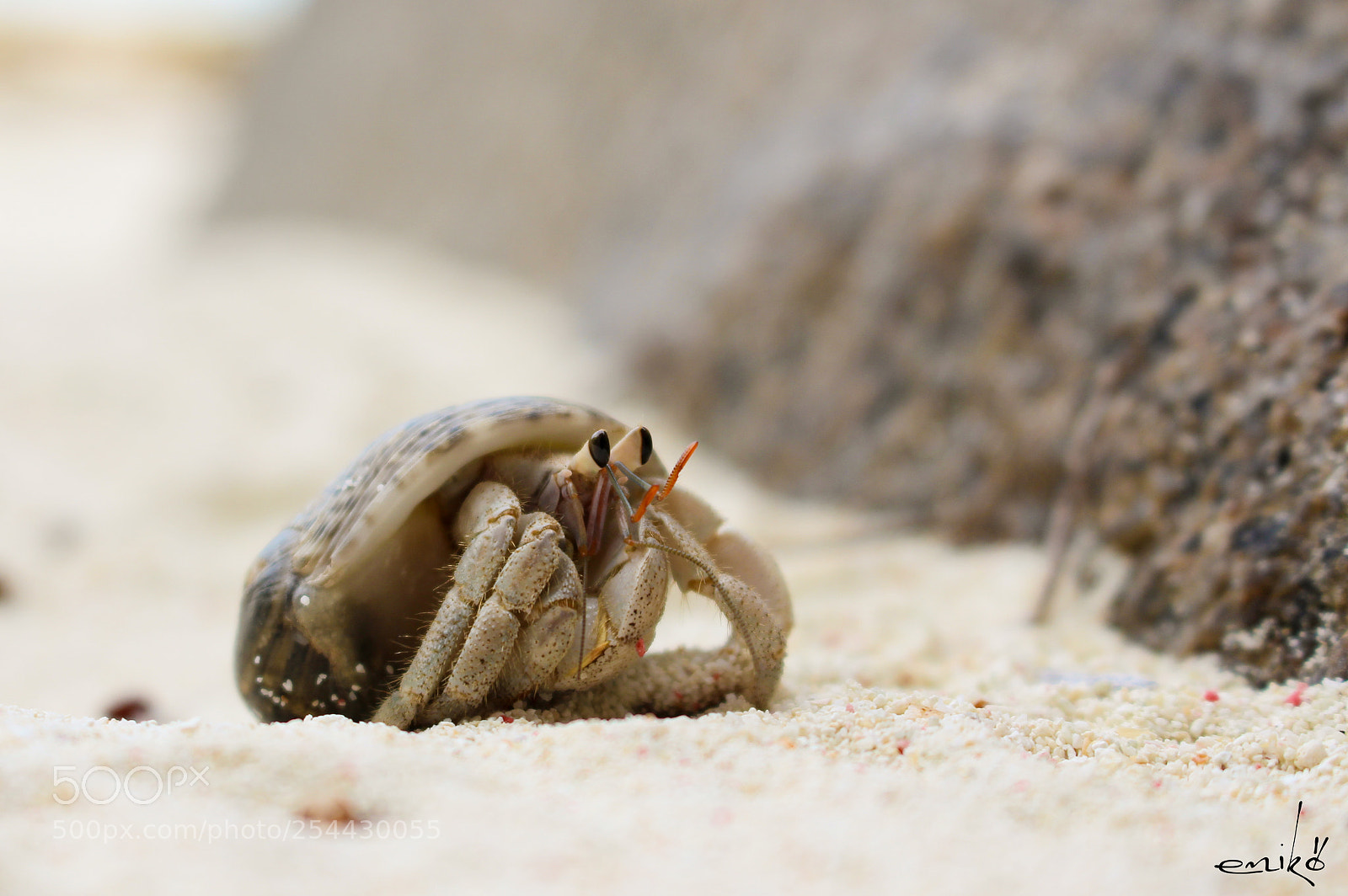 Canon EOS 700D (EOS Rebel T5i / EOS Kiss X7i) sample photo. Scared little hermit crab photography