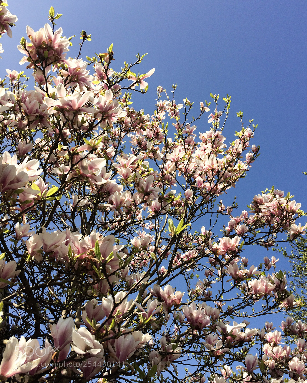 Apple iPhone 5s sample photo. Magnolia photography