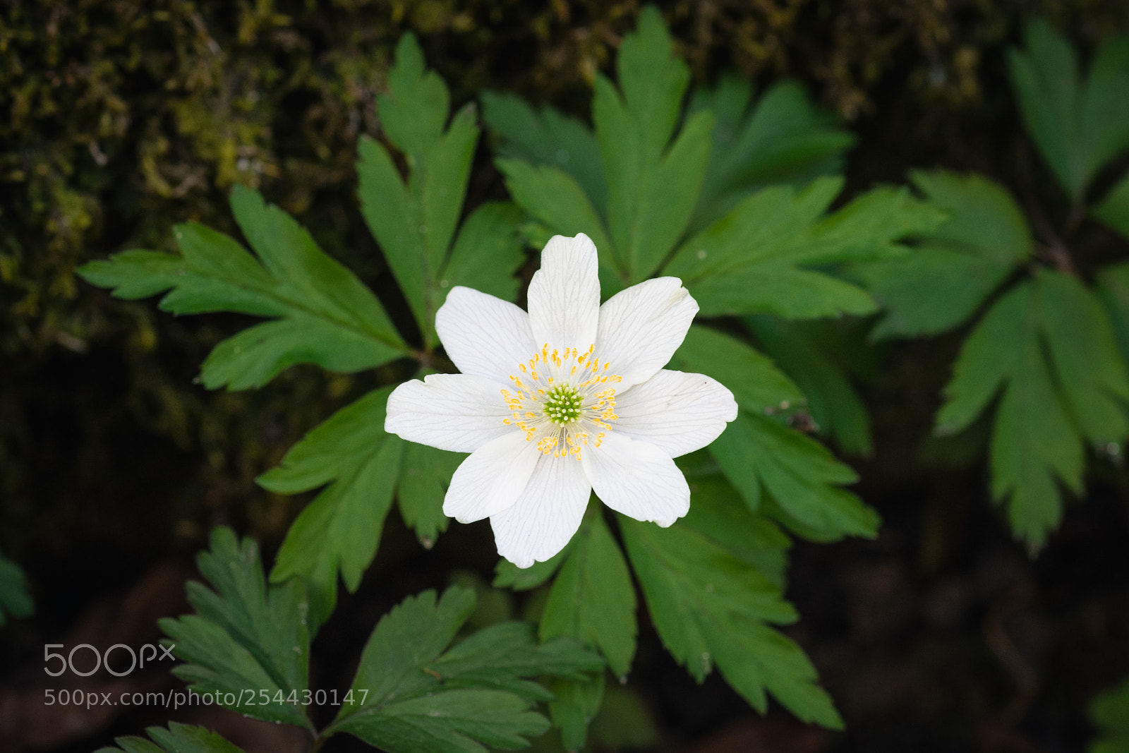 Nikon D7200 sample photo. Light of nature photography