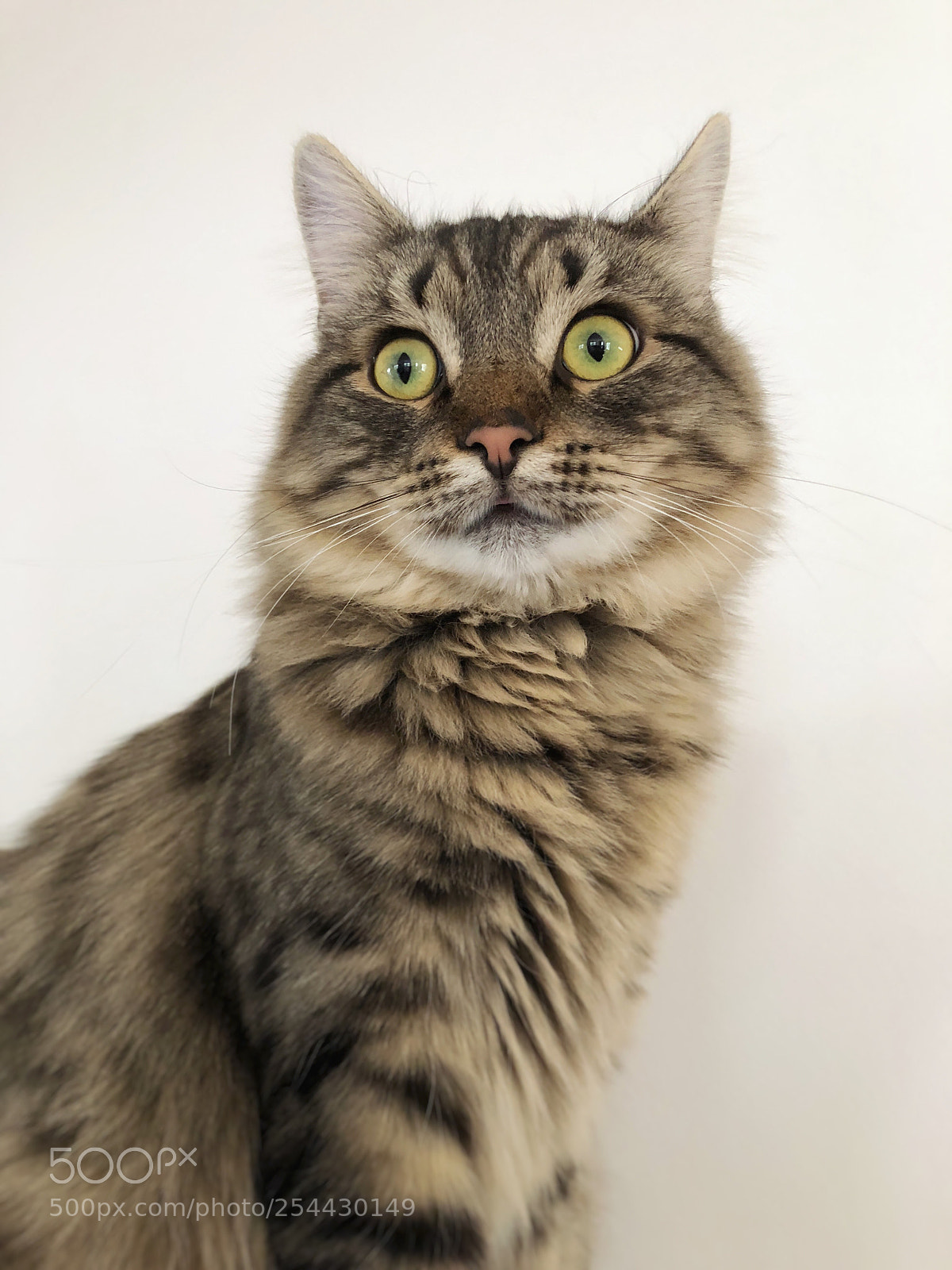 Apple iPhone 8 Plus sample photo. Cat contemplating her next photography