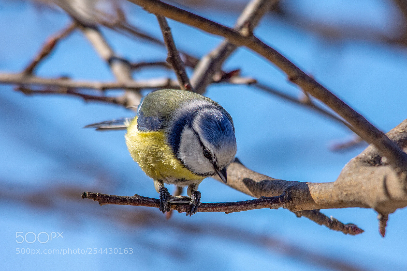 Nikon D7200 sample photo. Blue tit photography