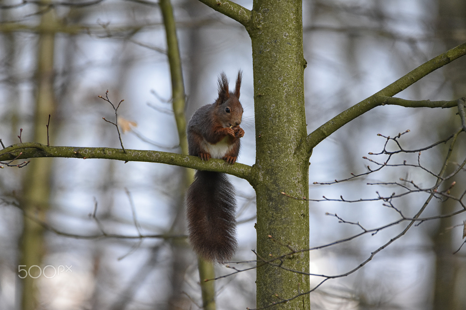 Sigma 150-600mm F5-6.3 DG OS HSM | C sample photo. Veverka photography