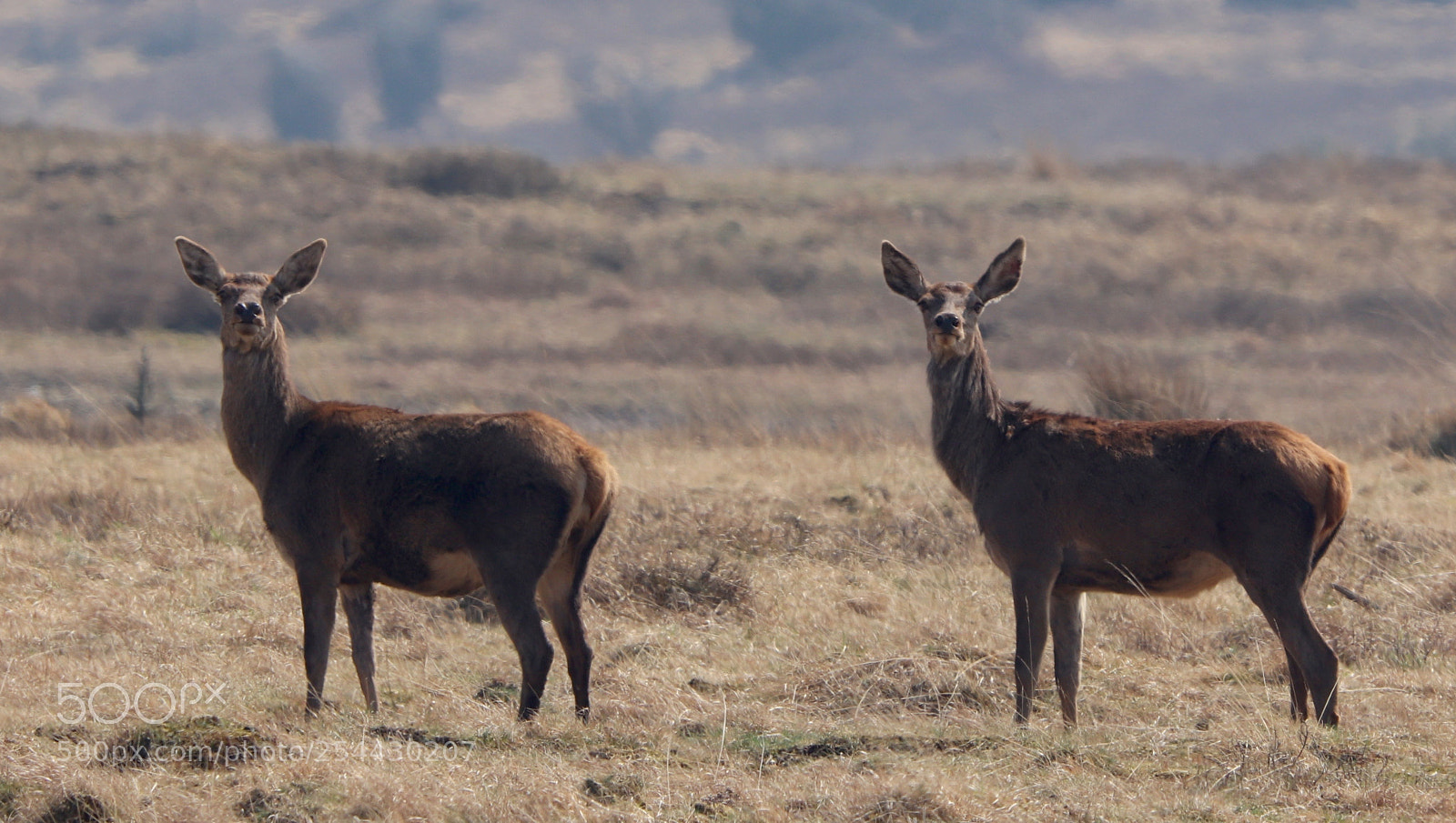 Canon EOS 77D (EOS 9000D / EOS 770D) sample photo. Two female deer almost photography