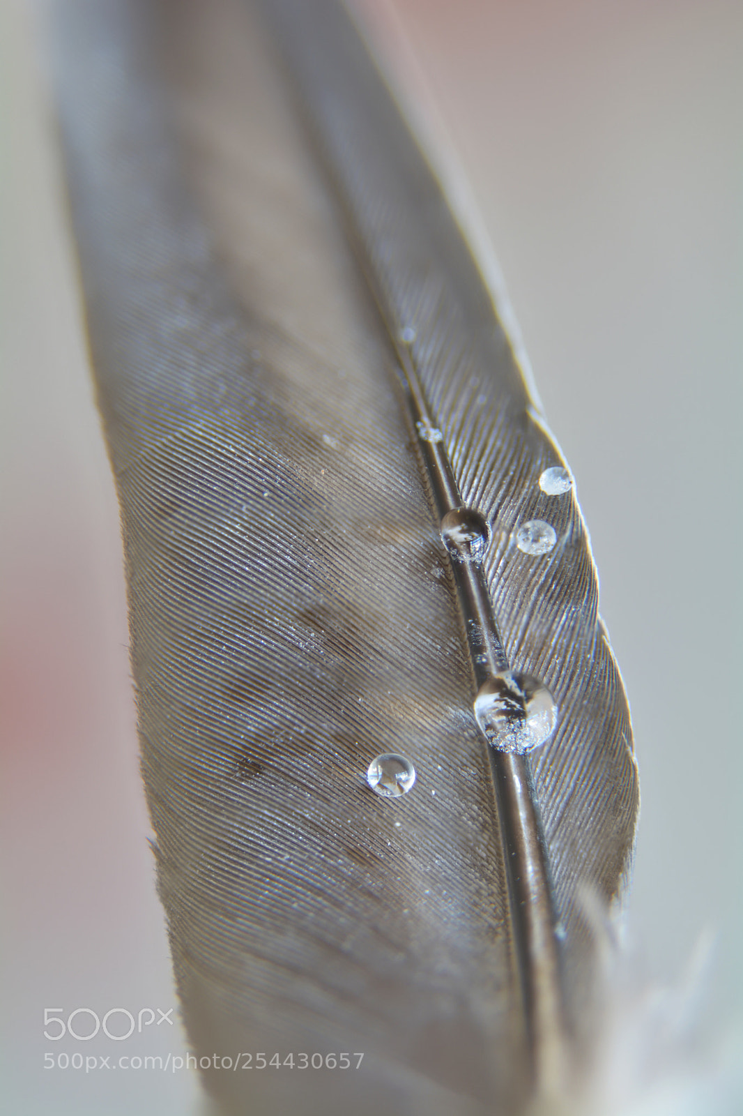Nikon D5200 sample photo. Drops on a feather photography
