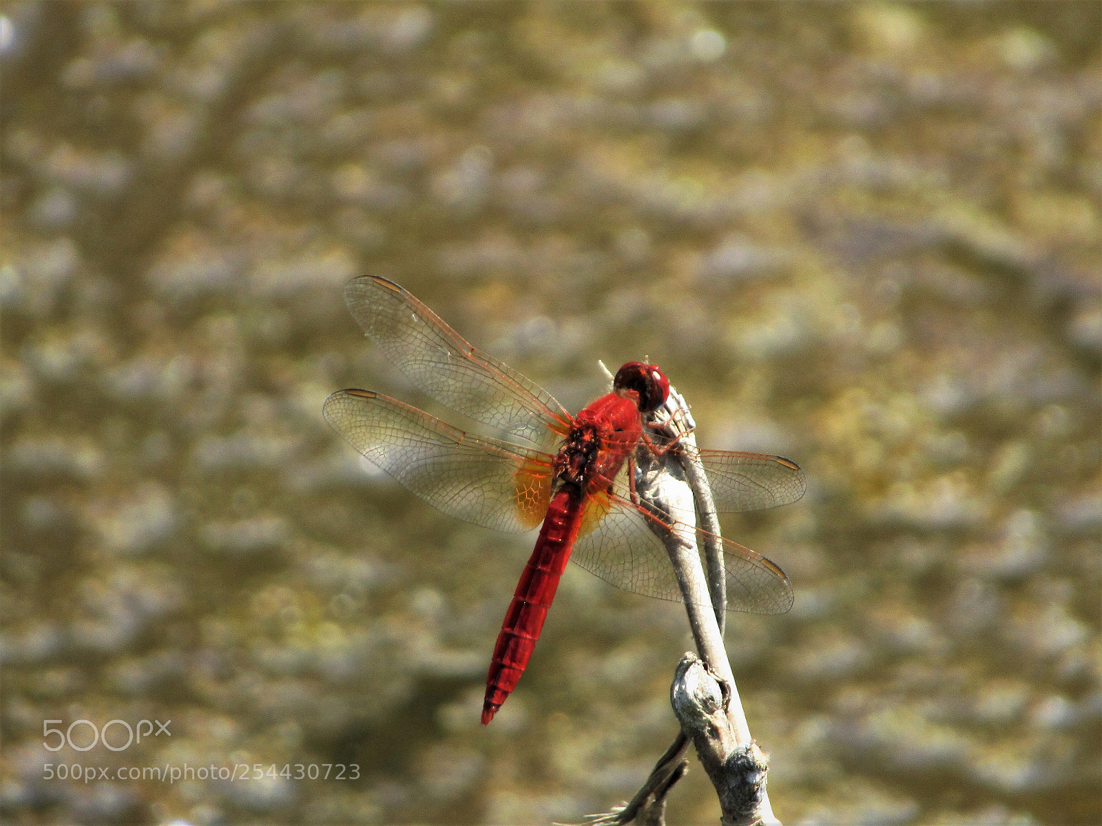 Canon PowerShot SX410 IS sample photo. Red dragonfly photography